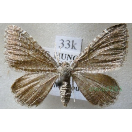 Cataclysme riguata (Hübner, 1813) Obmytek falisty Slovakia33k